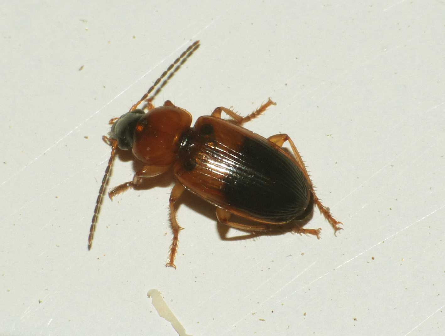 Piccolo carabidae attirato dalla luce: Stenolophus teutonus